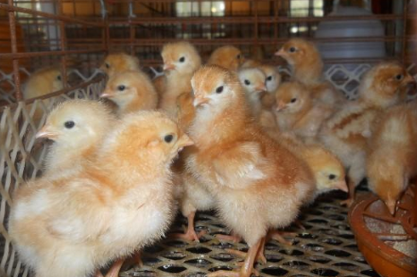 2016年鸡苗价格行情：饲料继续上涨，养殖户投苗补栏积极性一般