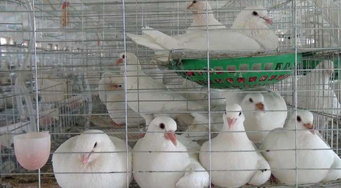 新疆“鸽子王”欲打造新疆最大的种鸽养殖基地