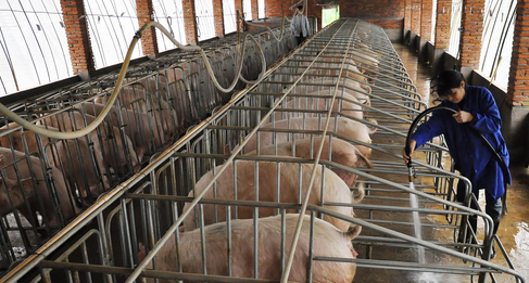 2016年1-6月湖北襄州区生猪养殖呈现“三升”态势