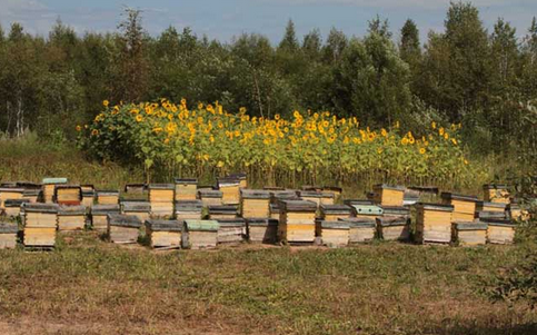 湖南省桑植县举办蜜蜂养殖培训，带动更多人发展蜜蜂产业