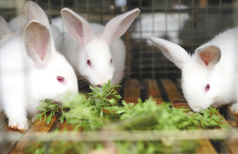 新疆阿瓦提县签约实施4亿元肉兔养殖及肉兔深加工生产项目
