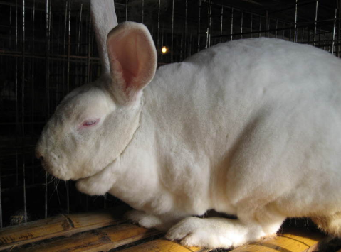 世界上养殖肉兔最好的地方仍然是中国