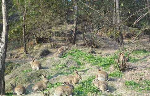 湖北竹溪县农民建起原生态散养杂交野兔畜牧养殖基地