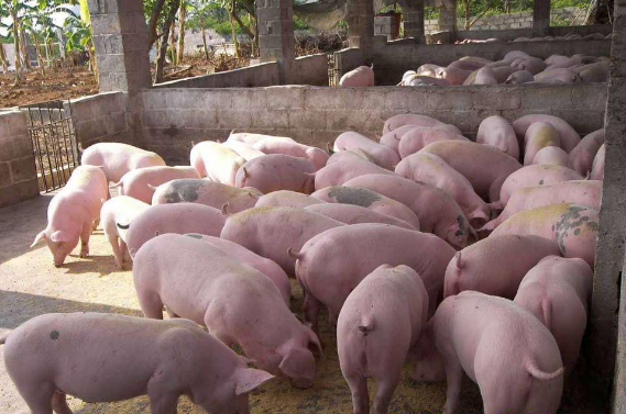 广东：珠海市斗门区49家生猪养殖场共获近百万元补贴