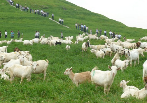 青海海北州奋力打造智慧生态畜牧业建设新亮点