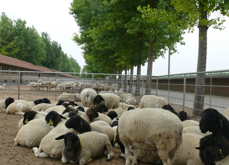 肉羊产业