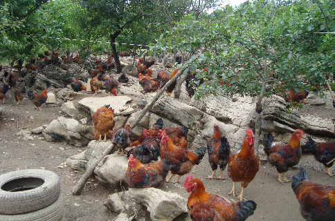 云南罗平县举办养鸡技术专业培训