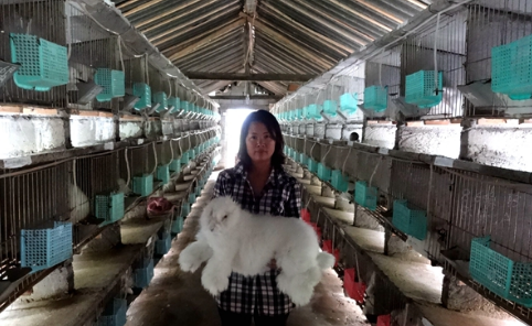 四川丹棱县发展长毛兔养殖，促进畜牧业扶贫“135”工程顺利推进