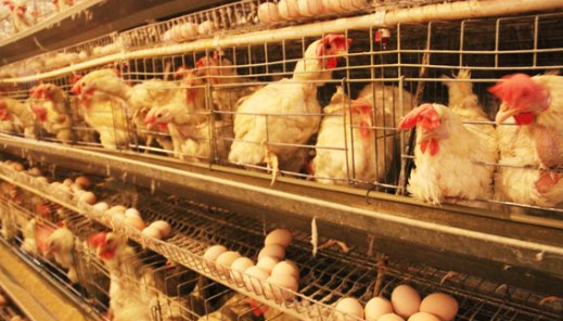 2016年鸡蛋价格走势：一斤鸡蛋卖5-6毛，养殖户将蛋鸡当肉鸡卖