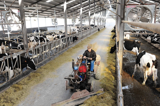 3万头泌乳奶牛养殖繁育场在黑龙江青冈县奠基建设