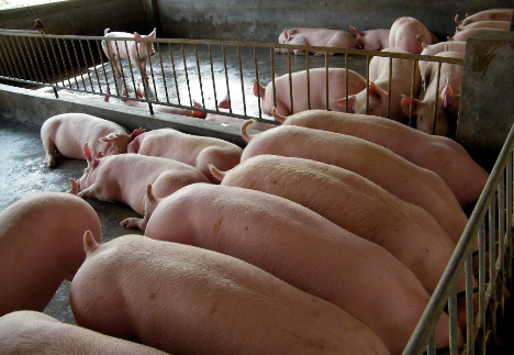 今日猪价格全国走势预测