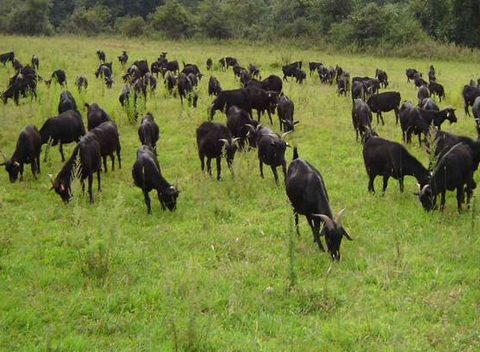 黑山羊，养殖