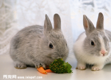 【宠物兔养殖】宠物兔的三大饲养技巧