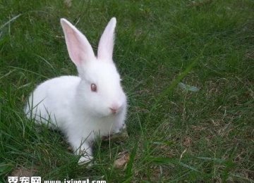 【兔子饲养】宠物兔子的饲养方法是什么？