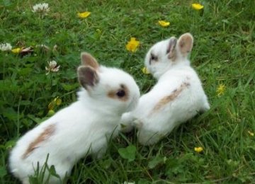 【兔子洗澡】宠物兔子的洗澡方法是什么？