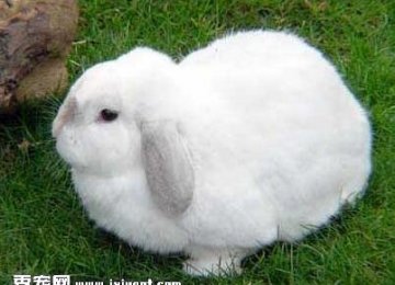【兔子怎么美容】兔子美容的注意事项有哪些？