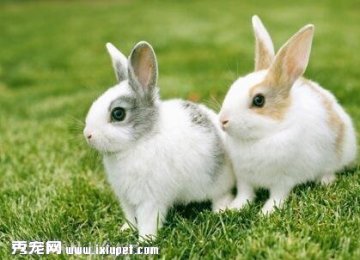 【兔子感冒怎么办】兔子感冒的征兆有哪些？