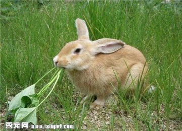 【兔子怎么养】饲养兔子需要注意什么事项？
