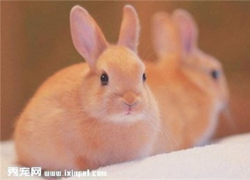 【兔子饲养】宠物兔子的饲养方法和注意事项？