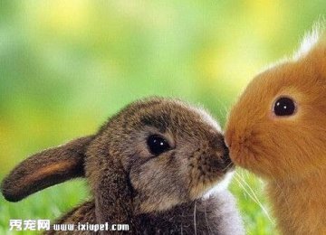 兔子的饲养方法及兔子不能吃的食物有哪些？