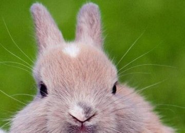 怎么训练兔子大小便？训练大小便的注意事项有哪些？