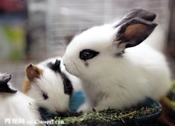 兔子的身体语言