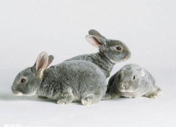 介绍其他种类的宠物兔子
