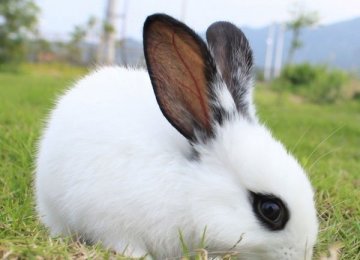 不同兔子的历史，你知道多少？