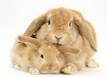 检验宠物兔子健康小常识
