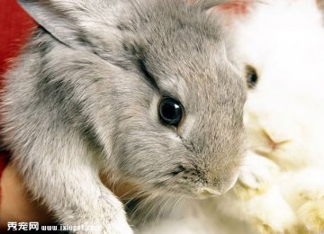 宠物兔为何要吃草