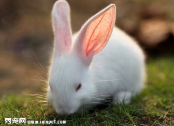 兔子的消化系统简介