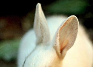 国内白兔的种类介绍