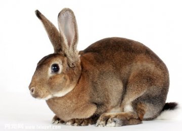 怎样看兔子岁数大小?