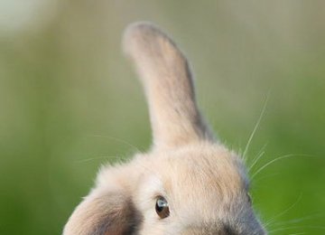 刚出生的幼兔为什么不容易活