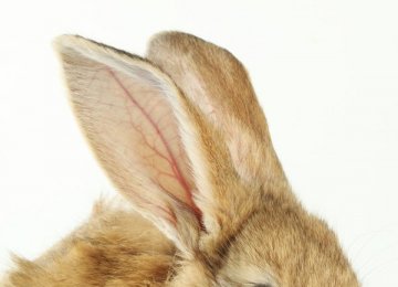 兔子的几个生理特点