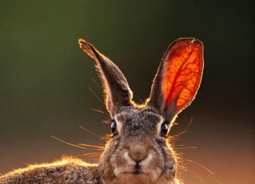 兔子会吃自己的粪便吗?