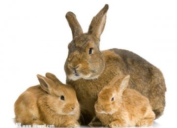 解读兔子的八大行为特性