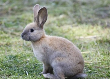 饲养兔子的基本常识问题