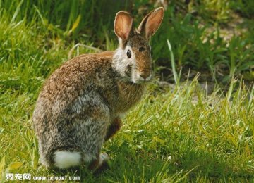 如何看待兔子的食粪行为?