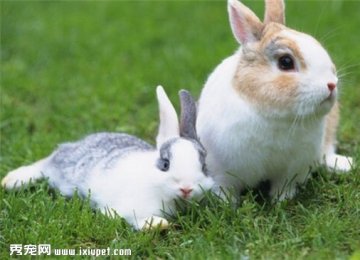 如何给家里的宠物兔子做美容？