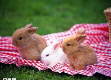 宠物兔兔子的智商和记性怎么样