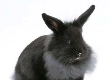 兔子兔虱病的症状及治疗方法