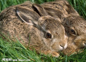 饲养野兔的五大注意事项