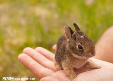 宠物兔子的心理行为特征你了解多少？