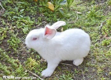 如何听懂兔兔的叫声?