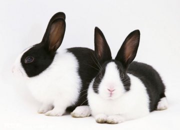 怎样知道宠物兔的毛发健康与否?