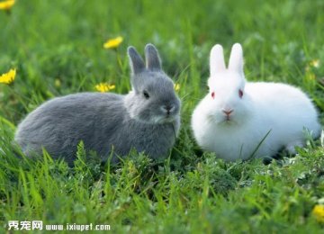 如何帮兔兔点耳药水？