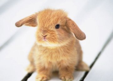 兔兔奶头颜色是什么样的？