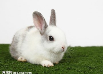 关于新生小兔子的常识