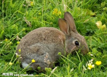 幼兔和年轻的兔子应该吃些什么？